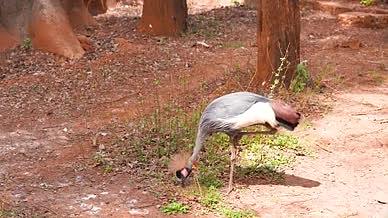 4k实拍动物园野生动物赤颈鹤视频的预览图